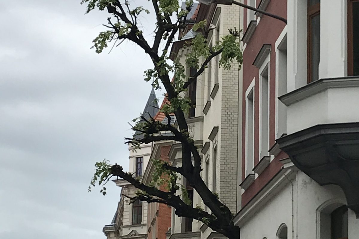 Baum